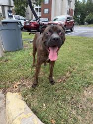 Found/Stray Male Dog last seen Walking around Broad River Trace Complex., Columbia, SC 29210