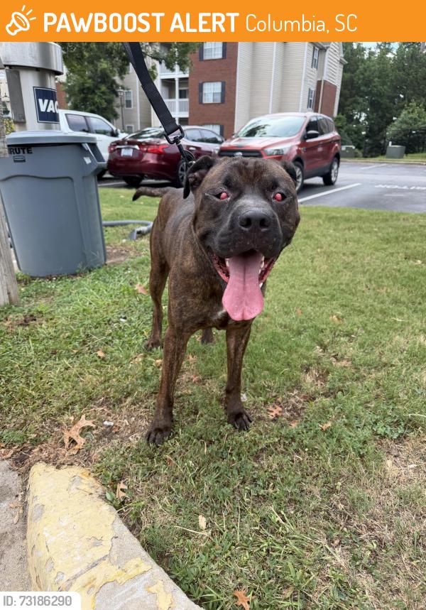 Found/Stray Male Dog last seen Walking around Broad River Trace Complex., Columbia, SC 29210