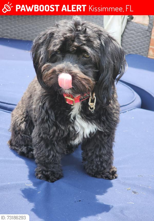 Lost Female Dog last seen Near RaceTrac off 192, Kissimmee, FL 34747