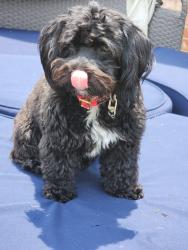 Lost Female Dog last seen Near RaceTrac off 192, Kissimmee, FL 34747