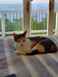 Reunited Female Cat last seen Bay Ridge subdivision, Williamsburg, MI 49690