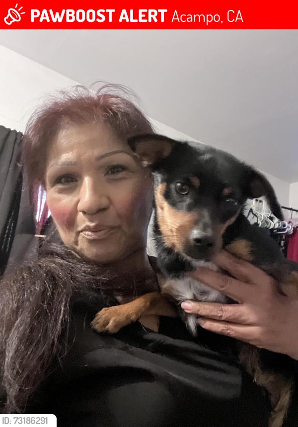 Lost Male Dog last seen Sycamore, Acampo, CA 95258