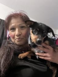 Lost Male Dog last seen Sycamore, Acampo, CA 95258