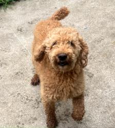 Reunited Female Dog last seen Norris, Central, SC 29630