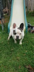 Found/Stray Female Dog last seen 44th and may, Oklahoma City, OK 73119