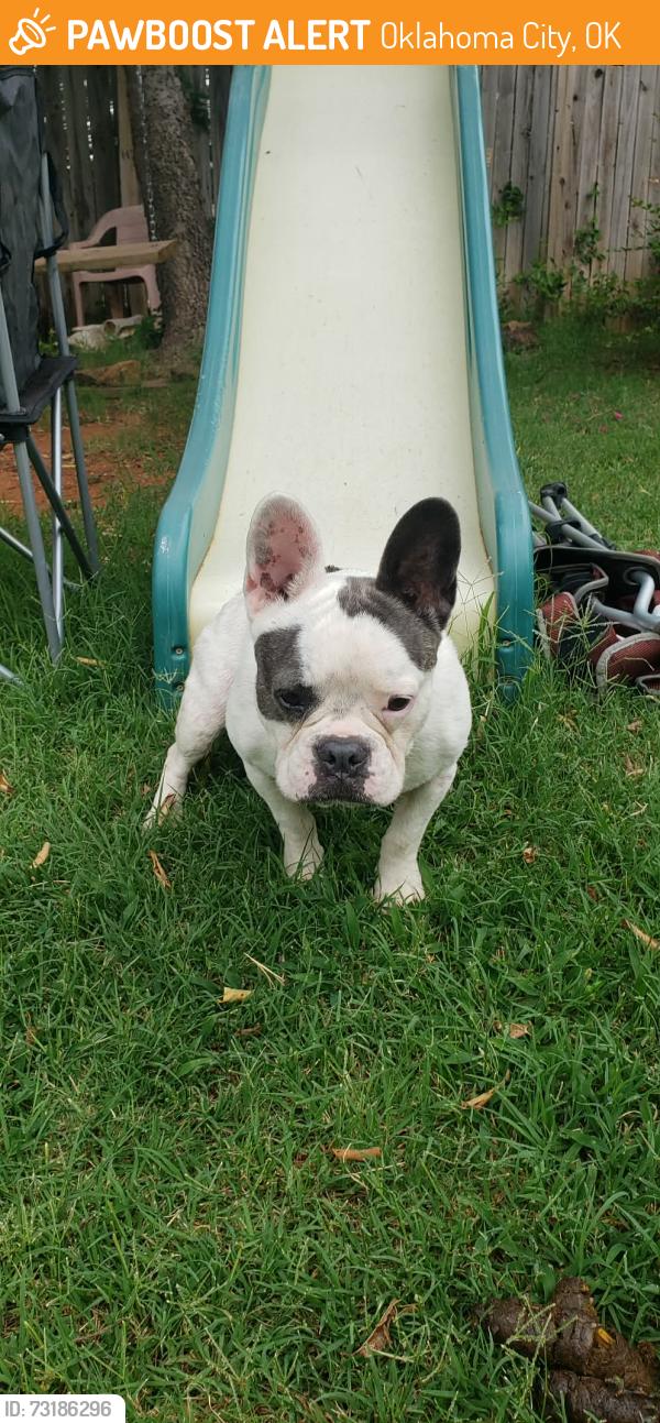 Found/Stray Female Dog last seen 44th and may, Oklahoma City, OK 73119