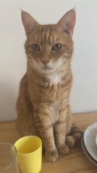 Reunited Male Cat last seen Cathcart road, Greater London, England SW10 9LF