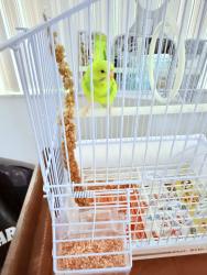 Lost Female Bird last seen FIU area, Miami-Dade County, FL 33174