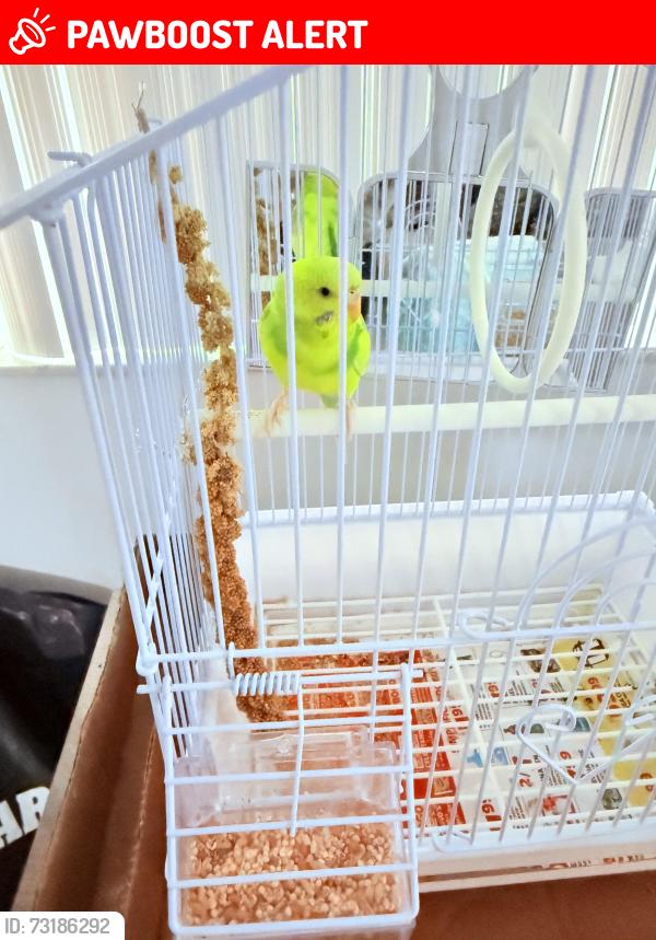 Lost Female Bird last seen FIU area, Miami-Dade County, FL 33174