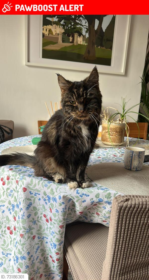 Lost Male Cat last seen Bedminster Road, Bedminster, England 