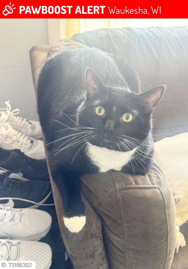 Lost Male Cat last seen Across from West Grove on the Lake apmts, Waukesha, WI 53188