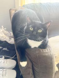 Lost Male Cat last seen Across from West Grove on the Lake apmts, Waukesha, WI 53188