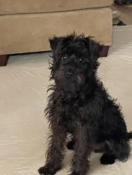 Reunited Male Dog last seen Liberty Road & Stokes Ferry Road, Gold Hill, NC 28071