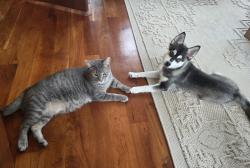 Lost Male Cat last seen Whistler Point road, Woodbury, MN 55129