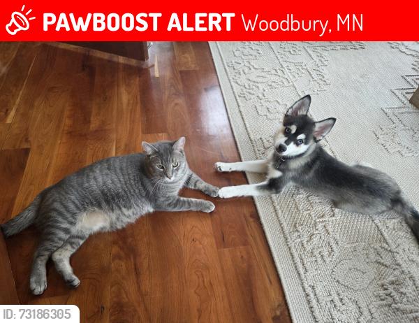 Lost Male Cat last seen Whistler Point road, Woodbury, MN 55129