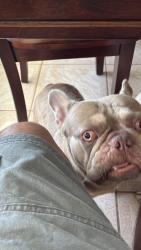 Reunited Male Dog last seen Harding St & 22nd Ave, Hollywood, FL 33020