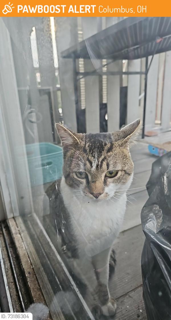 Found/Stray Male Cat last seen Holburn ave, Columbus, OH 43207