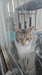 Found/Stray Male Cat last seen Holburn ave, Columbus, OH 43207