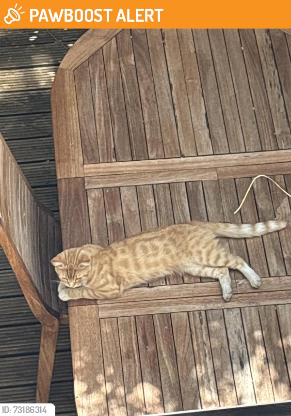 Found/Stray Unknown Cat last seen Shepherd’s Bush, Greater London, England W12 8JQ