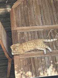 Found/Stray Unknown Cat last seen Shepherd’s Bush, Greater London, England W12 8JQ