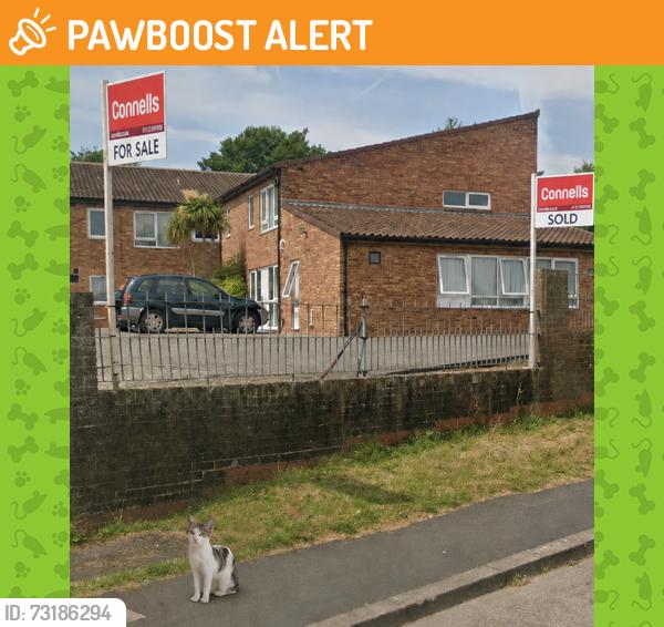 Found/Stray Female Cat last seen Glencoyne Square, Southmead, Bristol City, England BS10 6TP
