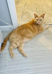 Reunited Female Cat last seen Hunters Ridge Dr and Hitching Post, Kalamazoo, MI 49009
