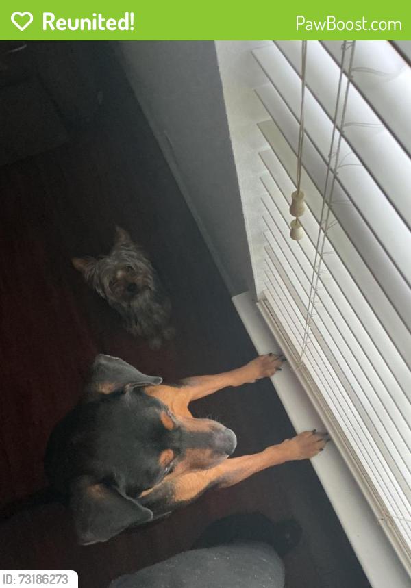 Reunited Male Dog last seen He likes to go by Walgreens, Round Rock, TX 78681