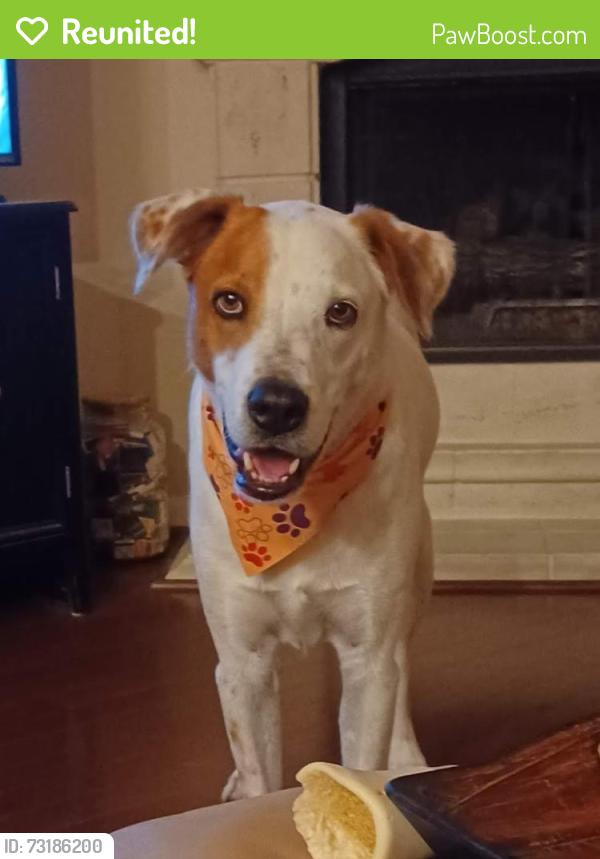 Reunited Male Dog last seen Near Morning Gale Ln Katy TX, Katy, TX 77494