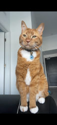 Lost Male Cat last seen Dresden drive, Atlanta, GA 30319