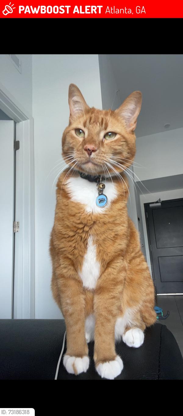 Lost Male Cat last seen Dresden drive, Atlanta, GA 30319