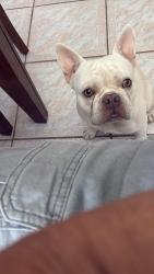 Reunited Male Dog last seen Harding St & N 22nd Ave, Hollywood, FL 33020