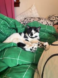 Lost Female Cat last seen Howell Ave near Dover in Bay View, Milwaukee, WI 53207