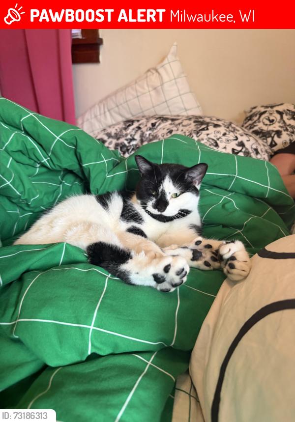 Lost Female Cat last seen Howell Ave near Dover in Bay View, Milwaukee, WI 53207