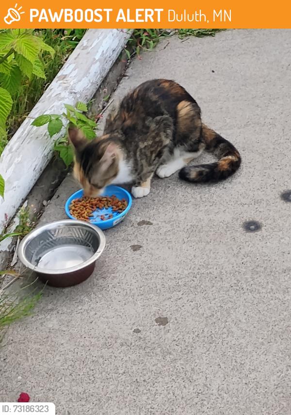 Found/Stray Unknown Cat last seen Vintage Acres, Duluth, MN 55808