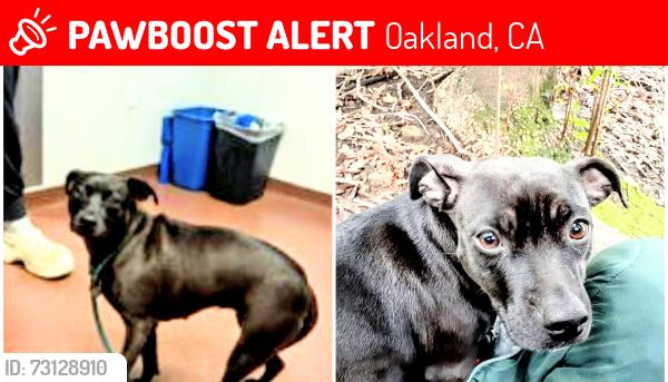 Lost Female Dog last seen SPCA Control, Oakland, CA 94612