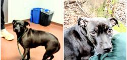 Lost Female Dog last seen SPCA Control, Oakland, CA 94612