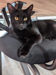 Reunited Male Cat last seen Chestnut road, st martins avenue, outland road, Plymouth, England 