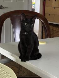 Found/Stray Female Cat last seen N Federal Hwy, Lake Worth Beach, FL 33460