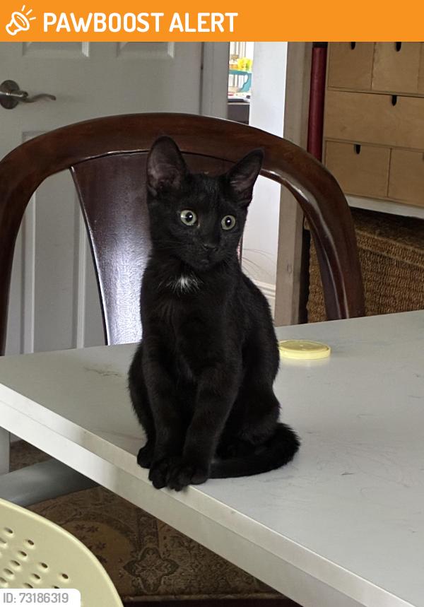 Found/Stray Female Cat last seen N Federal Hwy, Lake Worth Beach, FL 33460