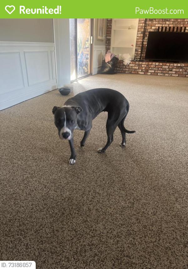 Reunited Female Dog last seen Avenue 12, Madera, CA 93636