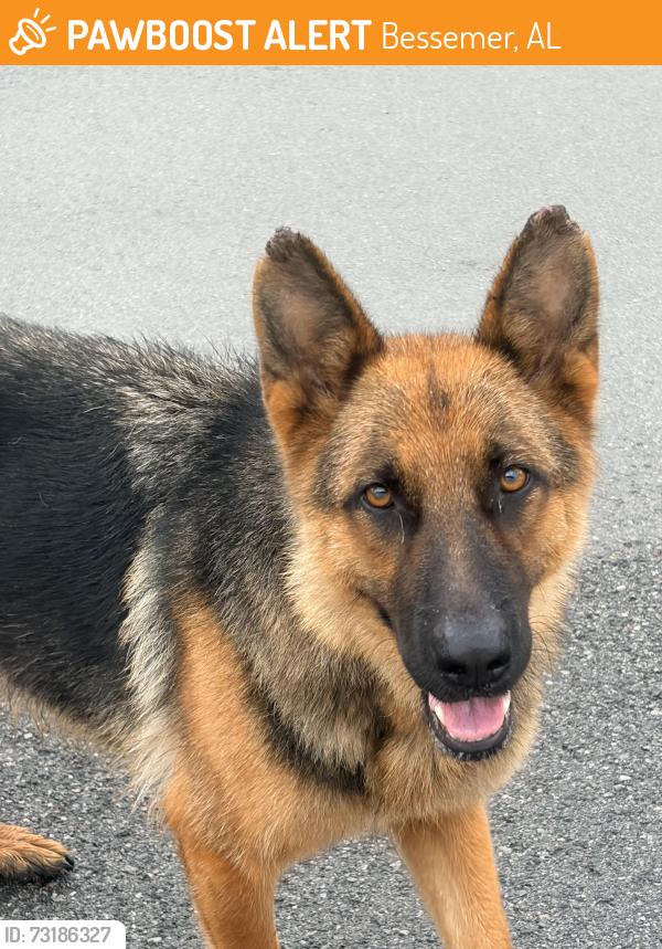 Found/Stray Unknown Dog last seen Bessemer al, Bessemer, AL 35020