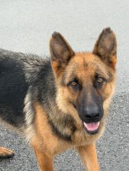 Found/Stray Unknown Dog last seen Bessemer al, Bessemer, AL 35020