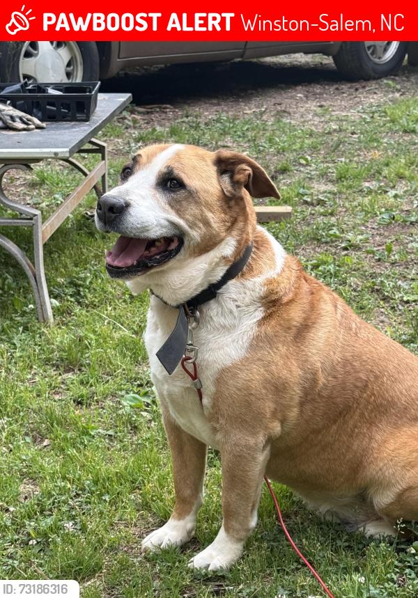 Lost Male Dog last seen Duncan Lane/Victoria Ct/ Friedberg church Road, Winston-Salem, NC 27127