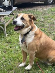Lost Male Dog last seen Duncan Lane/Victoria Ct/ Friedberg church Road, Winston-Salem, NC 27127