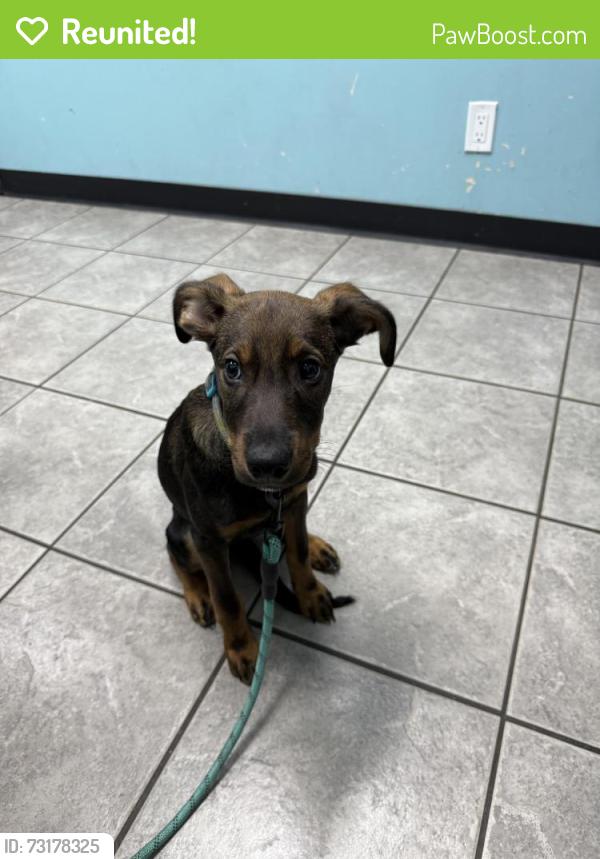 Reunited Female Dog last seen Bridle path/kipps, London, ON 