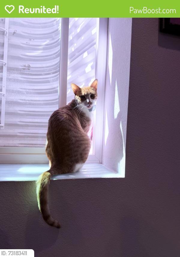 Reunited Male Cat last seen Ralston Creek Trail and Geos neighborhood, Arvada, CO 80007