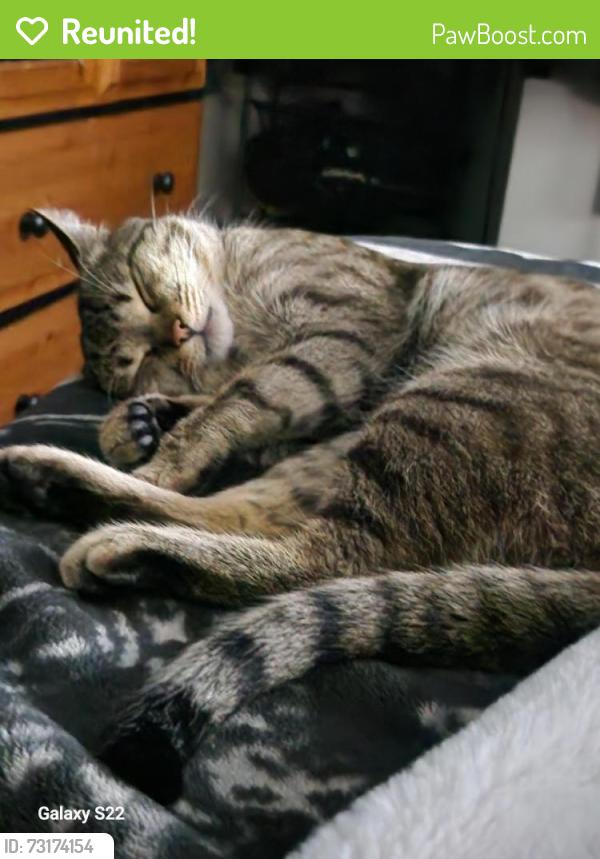 Reunited Male Cat last seen Parkview crest Springfield, Kelowna, BC V1X 7G6