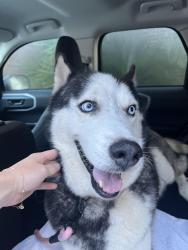 Reunited Male Dog last seen Lakes of Eldridge North, Houston, TX 77041