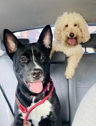 Lost Female Dog last seen Jubilee Park, Canary Wharf Estate, England E14 5JP