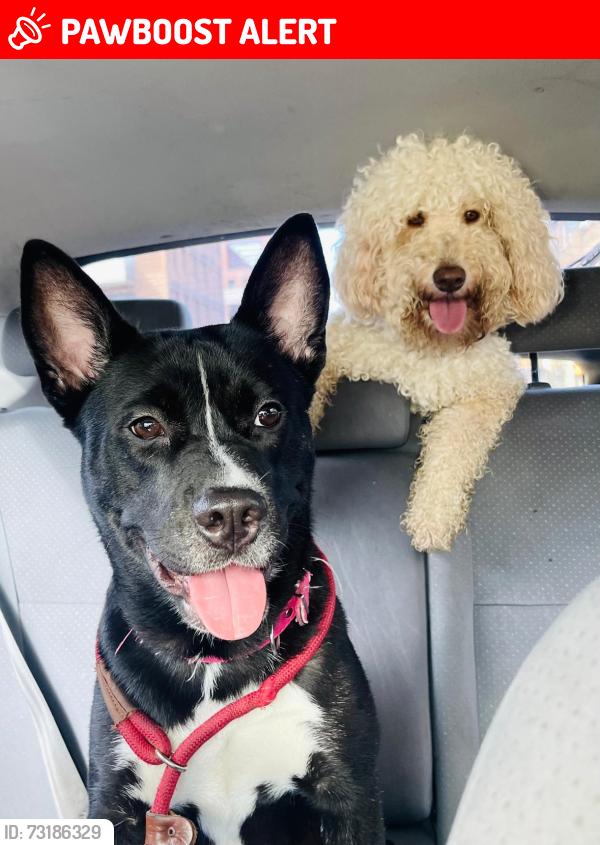 Lost Female Dog last seen Jubilee Park, Canary Wharf Estate, England E14 5JP